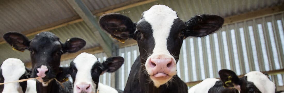 Аборты и бесплодие крупного рогатого скота